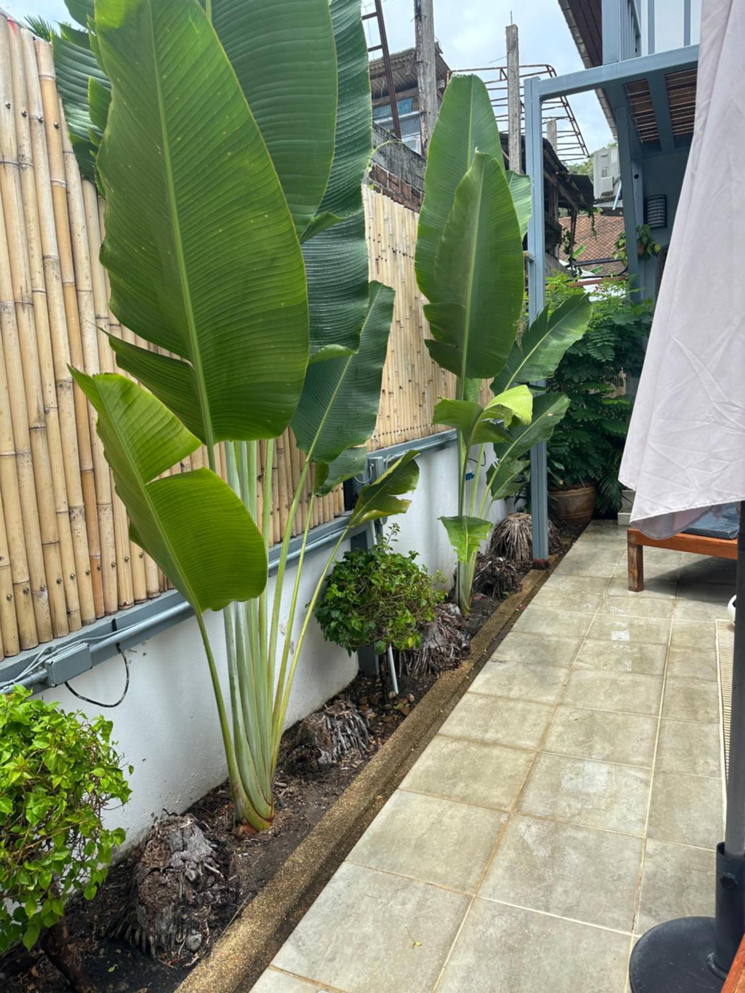 Friends Of Koh Samui 1 Bed & Breakfast Ban Lamai Bagian luar foto